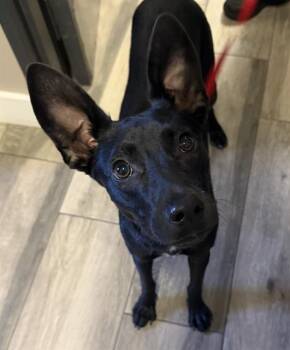 BINGO -  Australian Kelpie and Mixed Breed Dog for Adoption in Redlands, California - BINGO | PetCurious