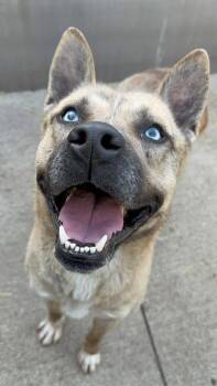 German Shepherd Dog Dogs Available for Adoption in Chicago, Illinois - Taittinger | PetCurious