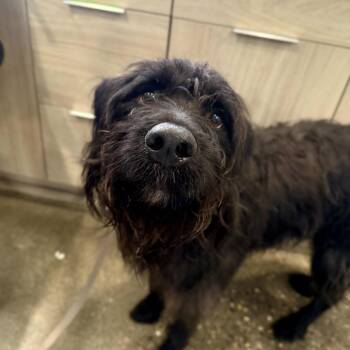 Onyx -  Standard Poodle and Schnauzer Dog for Adoption in Louisville, Kentucky - Onyx | PetCurious