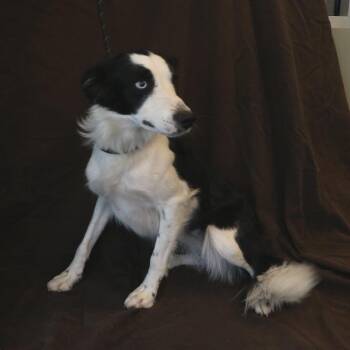 Beans -  Border Collie Dog for Adoption in Rifle, Colorado - Beans | PetCurious