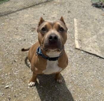 American Bully Dogs Available for Adoption - Beckham Cooper | PetCurious