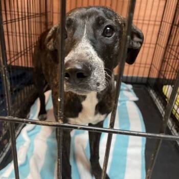 1040-D26 -  Catahoula Leopard Dog and Mixed Breed Dog for Adoption in Port Charlotte, Florida - 1040-D26 | PetCurious