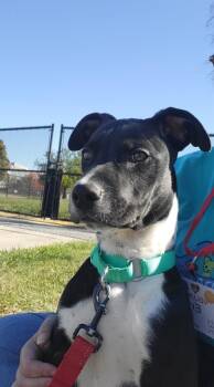 Rescue Mixed Breed Dogs for Adoption in Dearborn, Michigan - Alvin | PetCurious