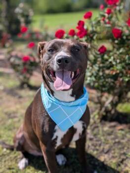 Rescue Pit Bull Terrier and Mixed Breed Dogs for Adoption in Gulfport, Mississippi - Socks | PetCurious