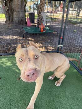 American Bully Dogs Available for Adoption - Allegra | PetCurious