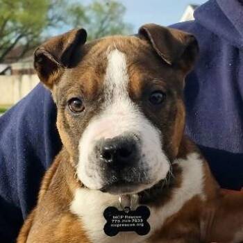 Pit Bull Terrier Dogs Available for Adoption in Chicago, Illinois - Miko | PetCurious