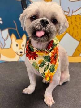 Emmie Jade -  Shih Tzu Dog for Adoption in Milton, Georgia - Emmie Jade | PetCurious