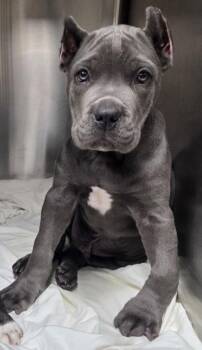 Cane Corso Dogs Available for Adoption in Malvern, Pennsylvania - Perry | PetCurious