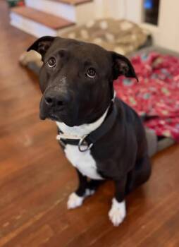 American Staffordshire Terrier Dogs Available for Adoption in Southlake, Texas - Nash | PetCurious