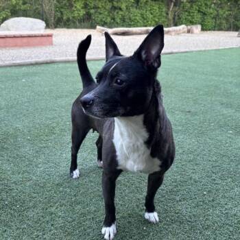 Jelly Bean -  Mixed Breed Dog for Adoption in Faribault, Minnesota - Jelly Bean | PetCurious