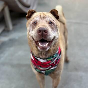 Teddy -  Shar Pei and Mixed Breed Dog for Adoption in San Francisco, California - Teddy | PetCurious
