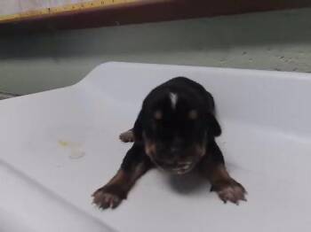 BLACK 4 -  Doberman Pinscher and Mixed Breed Dog for Adoption in Tulsa, Oklahoma - BLACK 4 | PetCurious