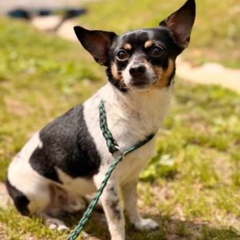 Chihuahua and Rat Terrier Dogs Available for Adoption in Evensville, Tennessee - Tommy | PetCurious