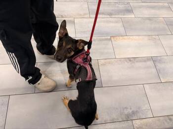 Mixed Breed Dogs Available for Adoption in Charlotte, North Carolina - A1265150 | PetCurious