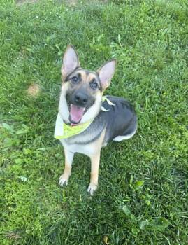 Lola (courtesy listing) -  German Shepherd Dog Dog Available for Adoption in Spotsylvania Courthouse, Virginia - Lola (courtesy Listing) | PetCurious