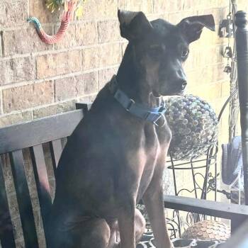 Rescue Doberman Pinscher and Mixed Breed Dogs for Adoption in Lucas, Texas - Devin | PetCurious