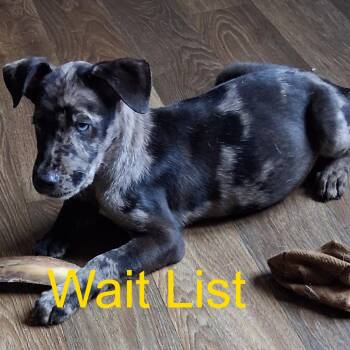Smoky -  Black Labrador Retriever and Siberian Husky Dog for Adoption in Livingston, Texas - Smoky | PetCurious