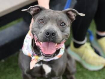 Taja -  Mixed Breed Dog for Adoption - Taja | PetCurious