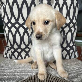 SAMSON -  Great Pyrenees and Labrador Retriever Dog for Adoption in Fosters, Alabama - SAMSON | PetCurious