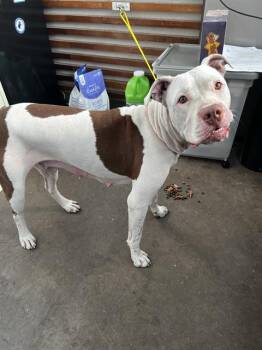 CLEO -  Mixed Breed Dog for Adoption in Dallas, Texas - CLEO | PetCurious