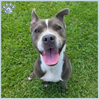 Rescue Pit Bull Terrier and Mixed Breed Dogs for Adoption in Sugar Land, Texas - RAJA | PetCurious