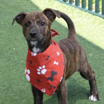 Geo -  Mixed Breed Dog for Adoption in Springboro, Ohio - Geo | PetCurious