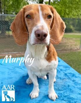 Murphy -  Beagle Dog for Adoption in Magnolia, Texas - Murphy | PetCurious