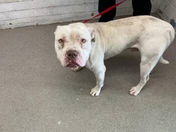 GOLFBALL -  Pit Bull Terrier Dog for Adoption in San Bernardino, California - GOLFBALL | PetCurious