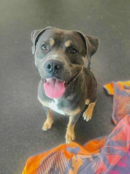 Bluey -  Pit Bull Terrier and Mixed Breed Dog for Adoption in Westland, Michigan - Bluey | PetCurious