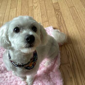 Havanese and Poodle Dogs Available for Adoption - Moose | PetCurious