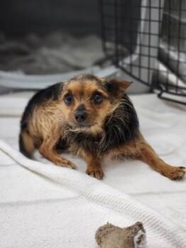 Rescue Yorkshire Terrier and Chihuahua Dogs for Adoption in Dallas, Texas - Ruby | PetCurious