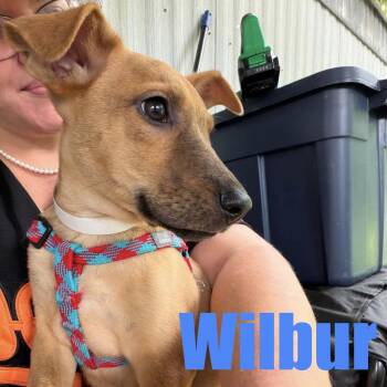 Wilbur -  Hound and Mixed Breed Dog for Adoption in Ellicott City, Maryland - Wilbur | PetCurious