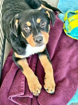 Yamni -  Australian Cattle Dog Blue Heeler and Labrador Retriever Dog for Adoption in Fort Lupton, Colorado - Yamni | PetCurious