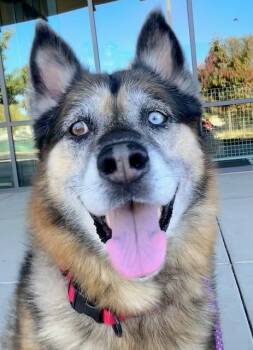 Rescue German Shepherd Dog Dogs for Adoption in Auburn, California - DENG JR | PetCurious