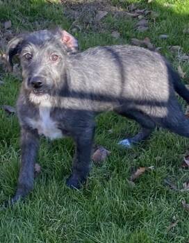 Rescue Poodle Dogs for Adoption in Pembroke, Massachusetts - Lolly | PetCurious