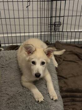 Husky and Mixed Breed Dogs Available for Adoption in Los Angeles, California - Dior | PetCurious