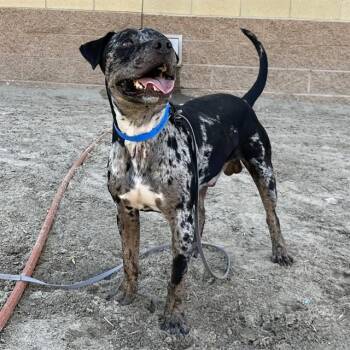 OTIS -  Pit Bull Terrier and Catahoula Leopard Dog Dog for Adoption in Thousand Palms, California - OTIS | PetCurious