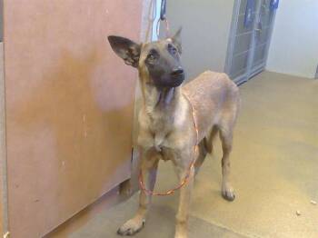KIRSTY -  Belgian Shepherd Malinois Dog for Adoption in Sacramento, California - KIRSTY | PetCurious