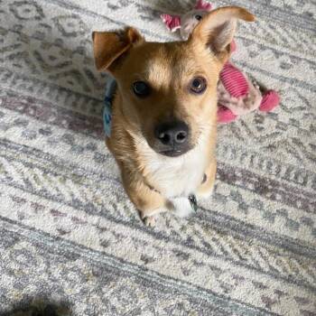 Rescue Chihuahua Dogs for Adoption in Buffalo, Minnesota - Pebbles | PetCurious