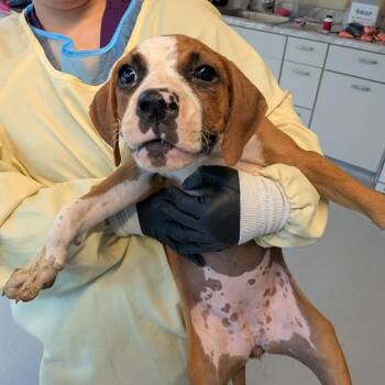 Claire -  Mixed Breed Dog for Adoption in Huntington, West Virginia - Claire | PetCurious
