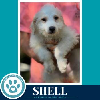 Shell (Seashore Squad) 101726 -  Poodle Dog for Adoption in Kimberton, Pennsylvania - Shell (Seashore Squad) 101726 | PetCurious
