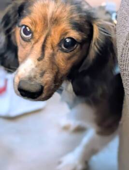 Dachshund Dogs Available for Adoption - Bernie | PetCurious