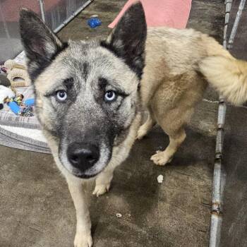 Brienne -  Akita Dog for Adoption in Kalamazoo, Michigan - Brienne | PetCurious