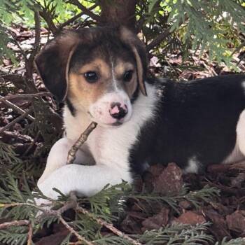 Benji -  Beagle Dog for Adoption in Stokesdale, North Carolina - Benji | PetCurious