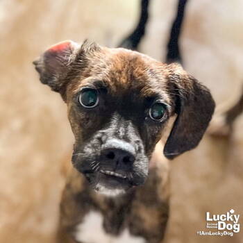 Rescue Boxer and Plott Hound Dogs for Adoption in Washington, District Of Columbia - Alpha | PetCurious