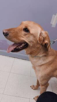 Golden Retriever and Labrador Retriever Dogs Available for Adoption - Raleigh | PetCurious