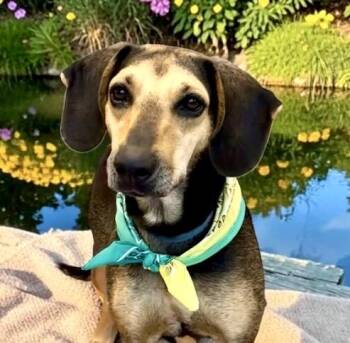 Lola -  Coonhound Dog for Adoption in Perry, Iowa - Lola | PetCurious