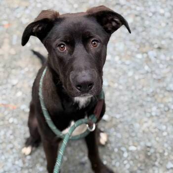 Johnny -  Labrador Retriever and Mixed Breed Dog for Adoption in Washington, District Of Columbia - Johnny | PetCurious