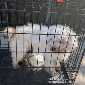 Raditz -  Mixed Breed Dog for Adoption in Greensboro, North Carolina - Raditz | PetCurious