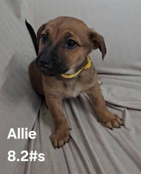 German Shepherd Dog Dogs Available for Adoption - Allie | PetCurious